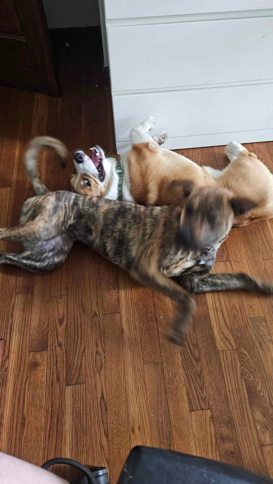 Dogs discovering the Valkyrie herding ball