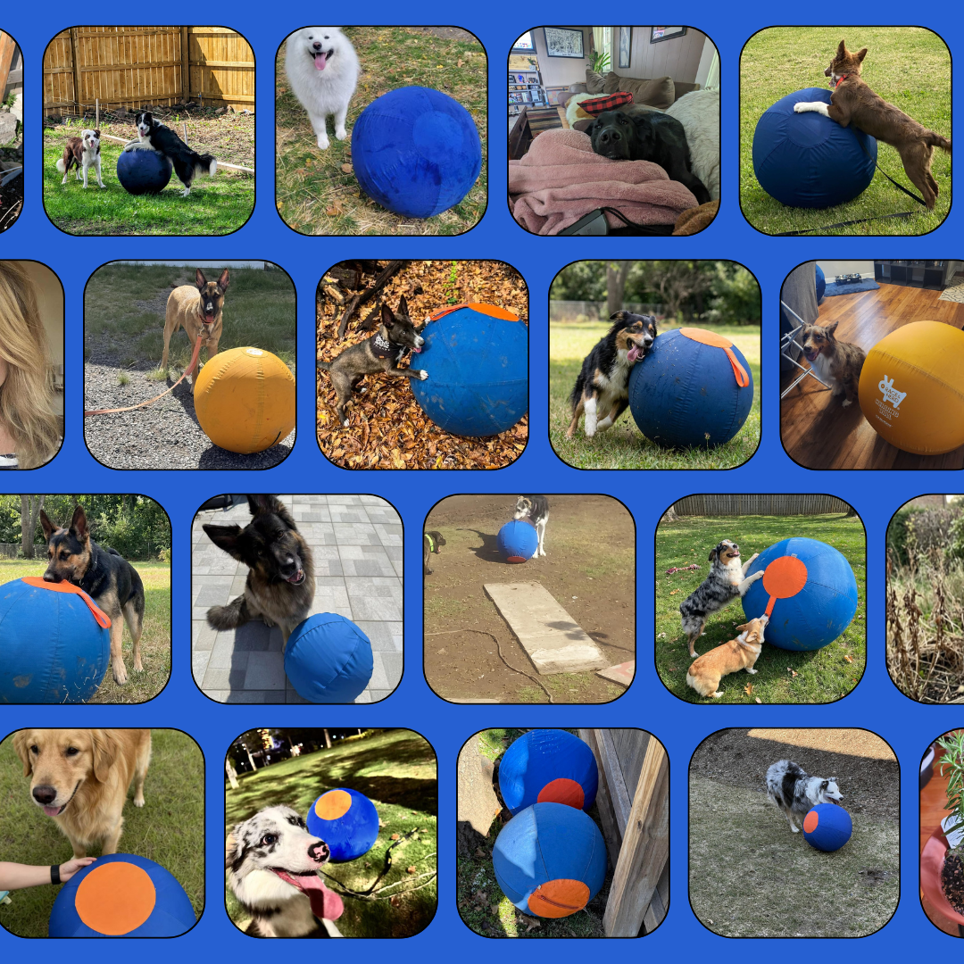 Customer photos of dogs playing with the herding ball