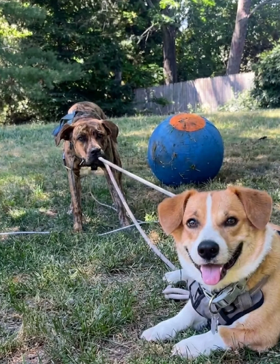 Dog enjoying structured herding ball play