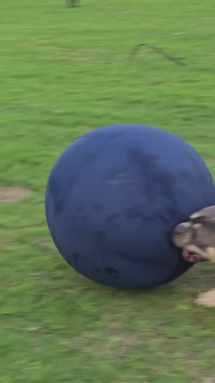 Drevit Drijfbal in actie met hond
